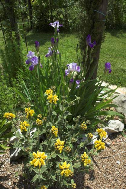 avec phlomis Le petit phlomis arbustif d'un jaune agressif se marie bien avec ces iris bleu pâle qui sont très fins. Il faudra toutefois qu'il reste petit, sinon Martine...