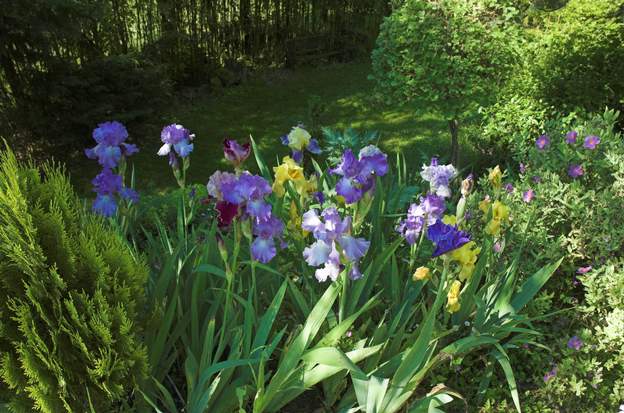 Mélange en haut de rocaille Trois iris hybrides, un bleu, un jaune et un bleu et jaune, amusant !