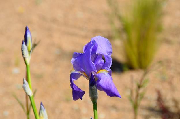 Grand bleu NI (1) fleurit le premier avec son voisin violet, mi avril, inconnu.