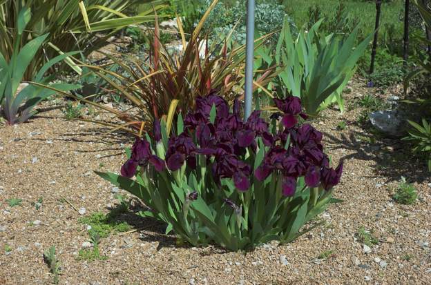 nains noirs 1 Un des Iris les plus précoces du jardin.