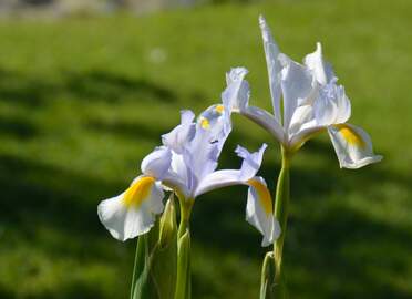 Bulbeux Ces Iris sont des bulbes. Cette particularité fait que nous pouvons les mettre dans des endroits où ceux qui ont des...