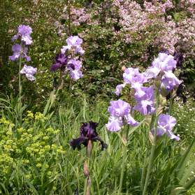 Les iris en situation dans le jardin. Nous évitons les Iris seuls, car une fois défleuris, on n'a plus qu'un machin vert sans intérêt. L'exception, c'est...