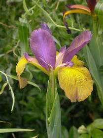 Spuria Les Iris Spuria ne sont pas très à la mode, Ils sont pourtant vigoureux