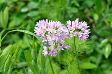 Ail les différents Aulx (Allium)