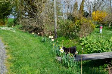 Narcisses et jonquilles Une liliacée du genre Narcissus . Il en existe des milliers !