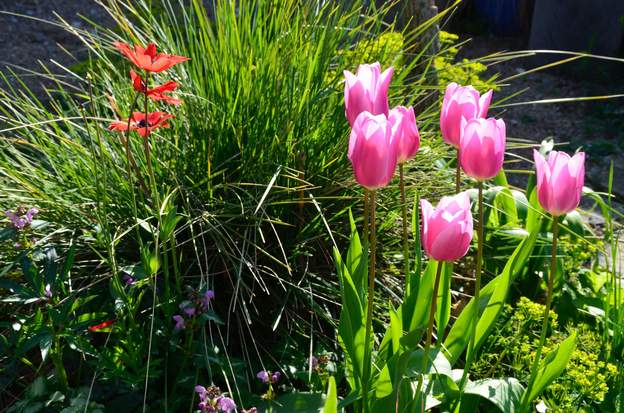 claquant déplacées en plein soleil, ces tulipes sont particulièrement jolies en transparence.