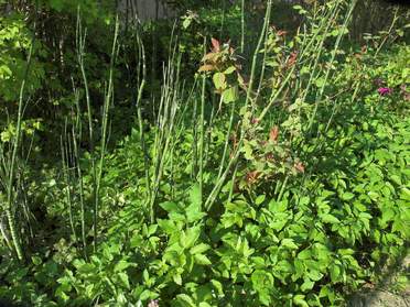 plantes d'ombre humide