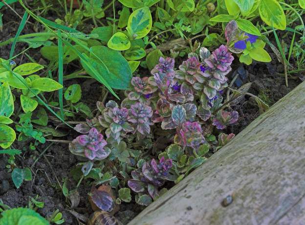 Ajuga reptans Les ajuga reptans sont des plantes d'ombre. Nous en avons plusieurs formes. Elles disparaissent en hiver, donc ne pas les mettre en bordure.