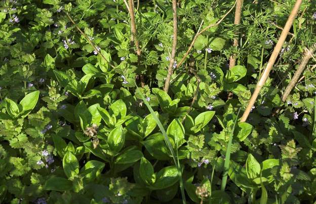 Saponaria officinalis La saponaire, avec laquelle on peut se laver les mains. Encore une plante d'humidité. Chez nous, mur nord humide, mais alors là, elle se plaît !