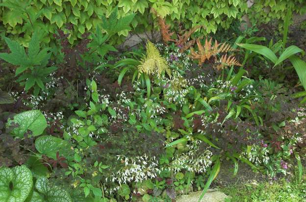 Saxifraga stolonifera Il fait une fort jolie floraison qui intrige beaucoup car il est fort peu connu. Refuse totalement le soleil. Ce qui permet de le limiter automatiquement !