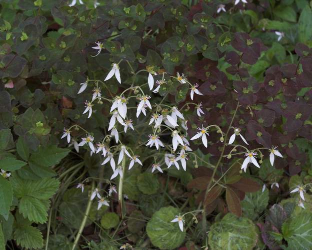 Saxifraga stolonifera et voilà sa fleur.