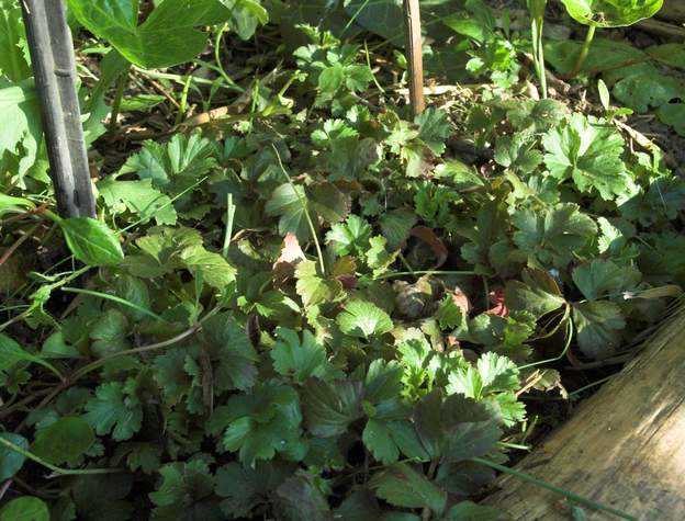 waldstenia Un petit tapis rampant à l'ombre. Ici au pied des bambous. Plantée dans un endrioit trop sec pour elle.