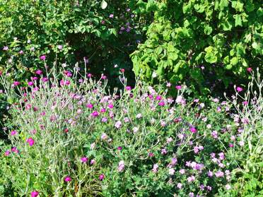 Geranium