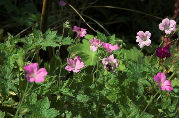 endressii Un géranium qui n'hésite pas à grimper le long des plantes, parfait par exemple pour les rosiers buissons dont les pieds sont souvent moches.