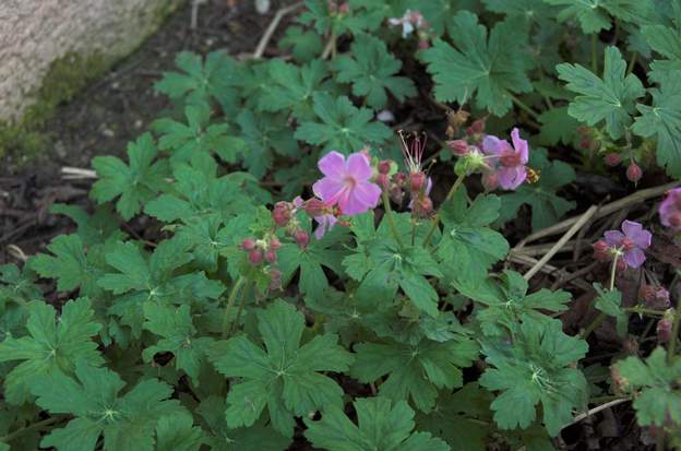 macrorrhizum rose 1 Un rose pale, cuisse de nymphe pas émue.