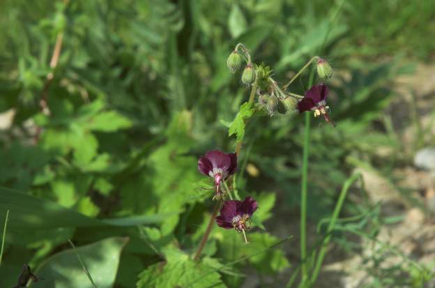 phaeum 'Mourning Widow' très joli ce géranium vivace plat et violet foncé. Je ne suis pas sûr qu'il soit un couvre-sol bien solide.