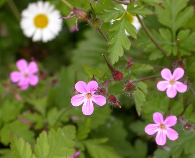 robertianum le géranium Robert : un géranium sauvage de nos régions. Appelé aussi herbe à Robert, il est utilisé en infusion à cause de son tanin (dhiarrées).