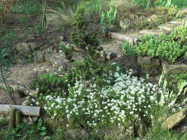 plantes d'ombre sèche