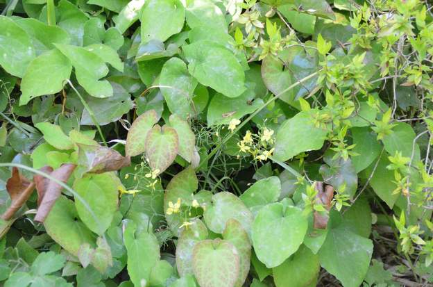 Epimedium x versicolor ‘Sulphureum’ 2018 04 Peu à peu il couvre les zones à lui attribuées, on distingue bien les trois types de feuille, très bocilore quand elle est jeune, puis vert clair, et enfin vert...