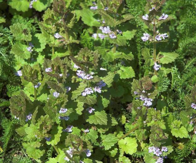 Glechauma hederacera Le lierre terrestre. Plante plutôt d'ombre. Il supporte le soleil cependant.