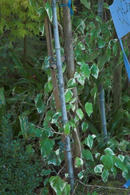 Hedera canariensis 'Gloire de Marengo' Un lierre grimpant très répandu. Panaché. On l'appelle aussi Hedera algeriensis . Feuilles assez grandes (8 cm).