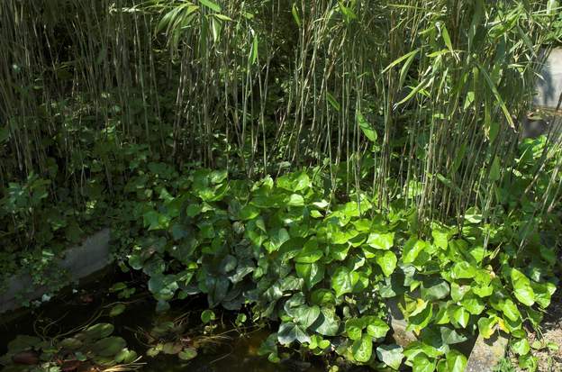 Hedera colchica On ne dirait pas, mais les feuilles font 20 cm de long, et c'est une lierre rampant très très envahissant, à éviter dans les petits jardins. Excellent...