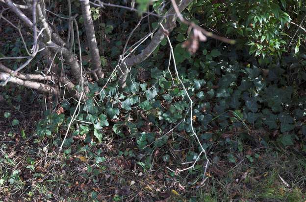 Hedera helix Le lierre des bois le plus connu. Il est à la base de centaine de cultivars.