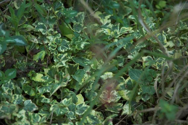 Hedera helix (2)