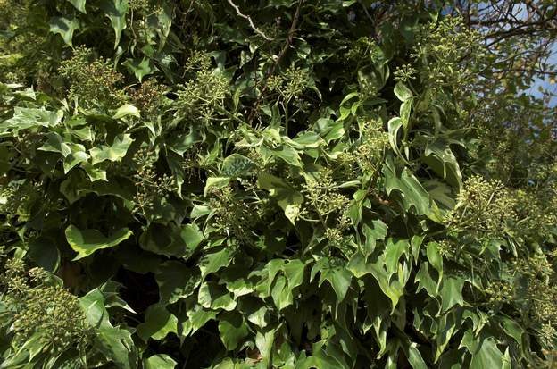 Hedera helix (4) Un autre, mais sa particularité est de se couvrir de fleurs en aout, qui attirent les abeilles, les bourdons et les frelons (c'est rare une plante qui attire...