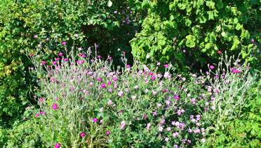 Geranium Les géranium ont en commun le fait qu'ils résistent assez bien à la sécheresse, ce qui est un atout chez nous. Ce sont...