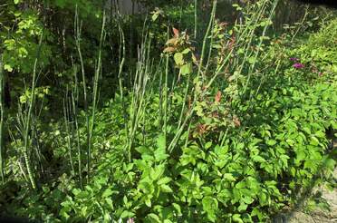 plantes d'ombre humide La notion d'humide est toujours très relative chez nous.