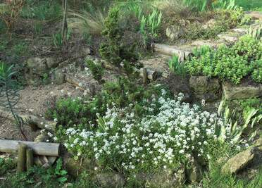 plantes d'ombre sèche Ce sont des plantes qui se plaisent sous les arbustes caducs. Elles n'ont pas beson d'être arrosées. J'ai fait un...