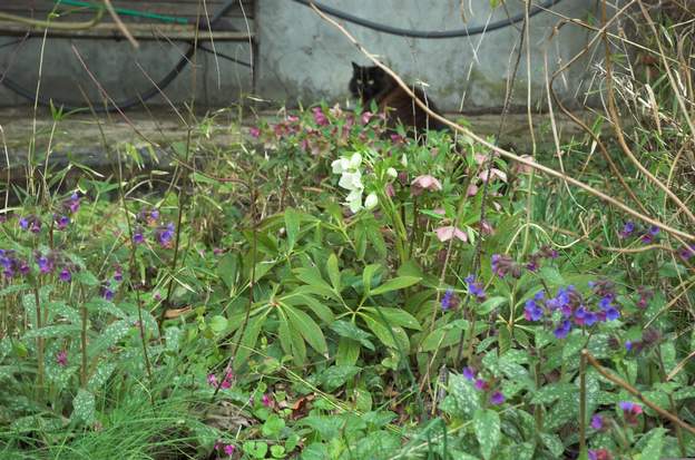 Héllebore et pulmonaire très joli mélange en fin février. C'est le printemps qui s'annonce ! Un couvre-sol léger.