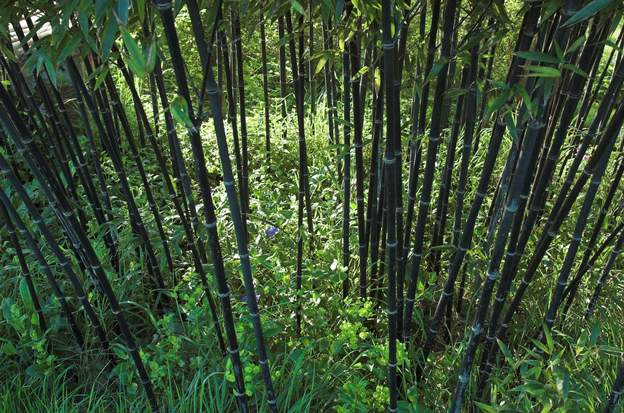 bambous et pervenches les bambous noirs sont taillés et ressortent particulièrement bien sur les vinca minor