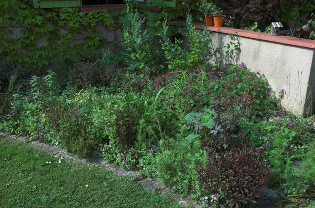 Le coin du mur. Pas une mauvaise herbe ne pousse dans ce grand coin entre le mur nord et celui de la terrasse.