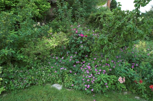geranium dans un massif le Geranium endressii couvre parfaitement le sol et part même à l'assaut des rosiers. Plus de mauvaise herbe !
