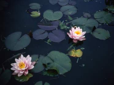 Plantes d'eau