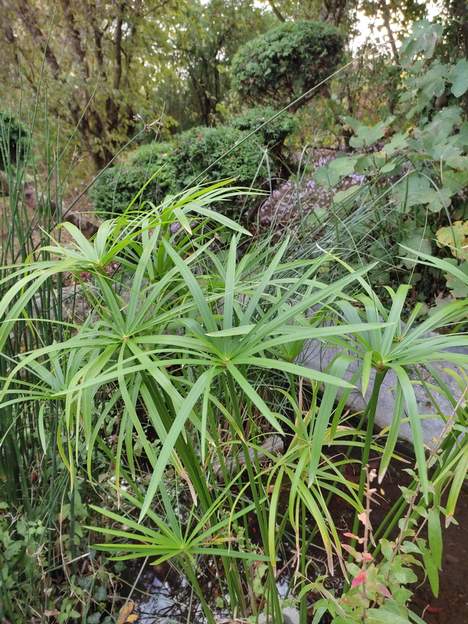 Cyperus alternifolius Les Cyperus sont souvent appellés papyrus ou Souchet . Nous en avons plusieurs sortes. Ici c'est le Souchet à feuilles alternes . Il vient d'Afrique.