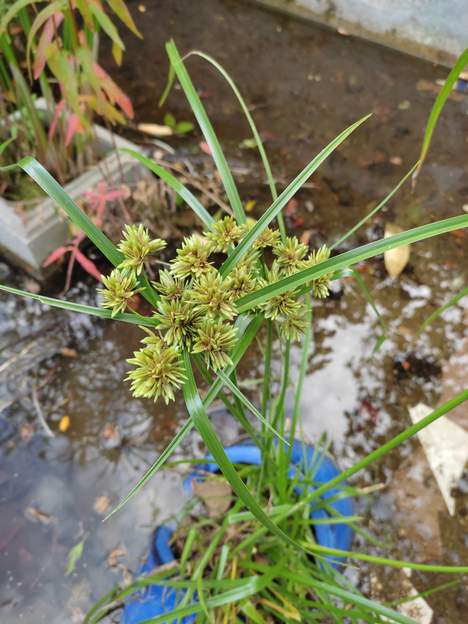 Cyperus eragrostis Le Souchet robuste . Originaire d'Afrique.