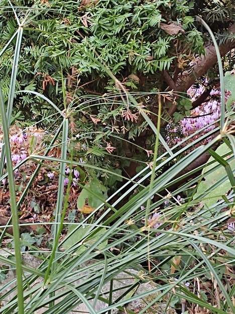 Cyperus longus Souchet odorant. Le seul européen. Il a été longtemps employé comme plante médicinale.