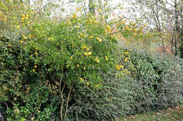 Poncirus trifoliata 2015 10 Il se couvre de fruits.