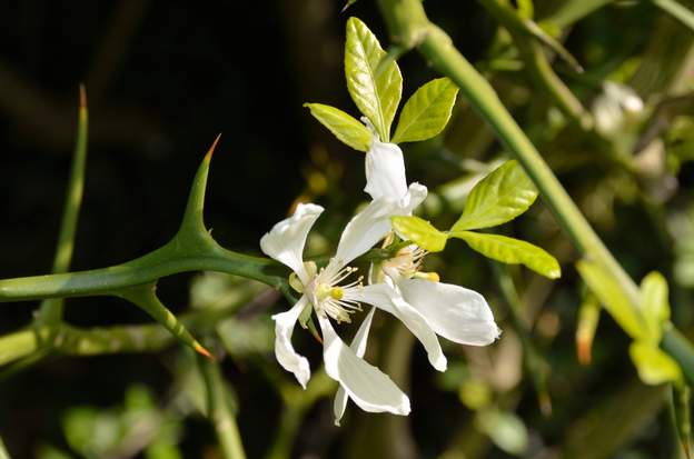 Fleur du Poncirus Fleurs blanches et fines, petites feuilles nouvelles vert clair.