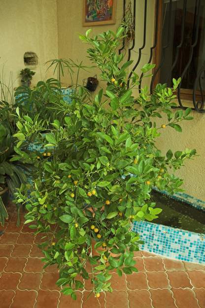 calamondin 2006 Il était déjà là en 1998. Citrus microcarpa Il s'agit d'un hybride naturel entre le mandarinier ( Citrus reticulata ) et une espèce de kumquat ( Fortunella...