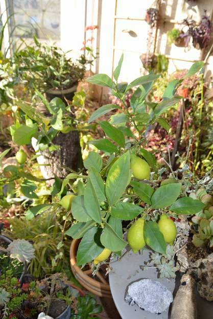 citronnier 2015 Citrus limon : Le citronnier des 4 saisons. Cette année il a plein de fruits, au moins une douzaine !