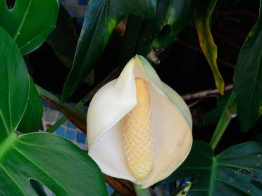 Les autres plantes