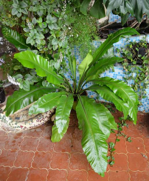 Asplenium nidus 2012 10 Asplénium nid d'oiseau, une fougère d'intérieur. tropicale, originaire d'Australie.