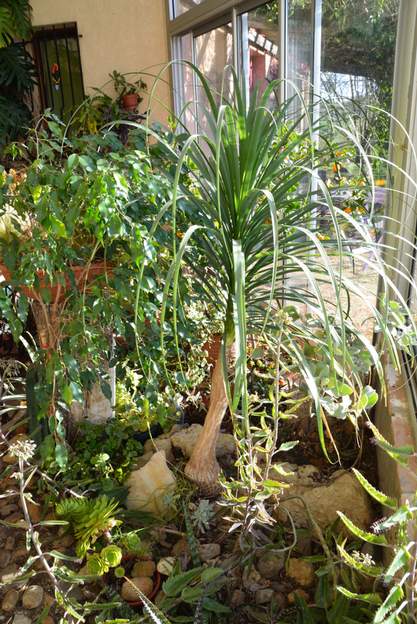 Beaucarnea recurvata 2015 acheté en pot en 2010, il faisait 20 cm de haut. Il a vite grandi, passé ses racines dessous et atteint pas loin d'un mètre.
