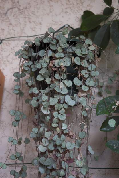 Ceropegia woodii