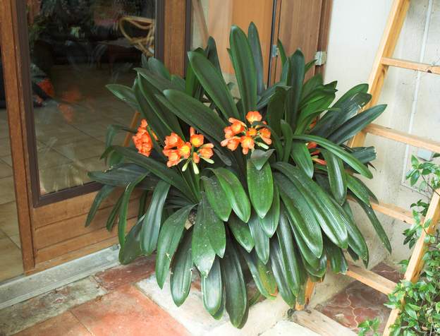 clivia 2010 il a 25 ans. Il va falloir envisager de lui enlever des petits, ça commence à être trop serré là-dedans !