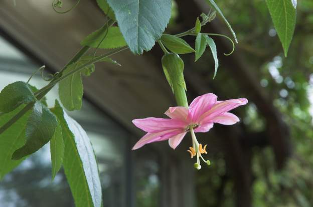 Passiflora mollissima 2011 Disparue. Cause ? inconnue. Froid sans doute.